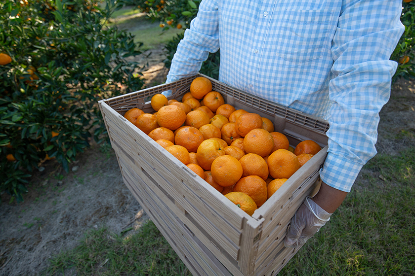 Southeastern satsumas ripening two weeks ahead of last season The Packer